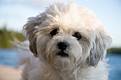 Portrait Of White Dog