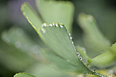 Dew On A Leaf