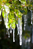 Ice Formed On Leaves, Oregon, United States Of America