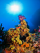 Underwater Starburst Streaming Down On Soft Corals, Fiji