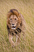 'Lion (Panthera Leo); Masai Mara National Reserve, Kenya, Africa'