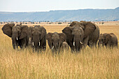 'African Elephants (Loxodonta Africana), Masai Mara National Reserve, Kenya, Africa; Elephant Herd'