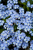 Victoria, British Columbia, Kanada; Blühende blaue Blumen