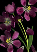 'Purple Tulips; Purple Tulips, Leaves And Stems'