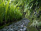 'Bali, Indonesia; Stone Pathway Lined With Tall Grass'