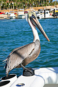 'Pelican Sitting On Back Of Boat; Cabo San Lucas, Mexico'