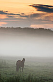 Horse Standing In The Mist, Northumberland, England