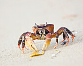 Ghost Crab On The Beach At Lamu Island, Kenya