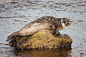 Seal On A Rock, Island Of Arran, Scotland