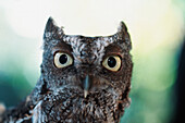 'Eastern Screech Owl Portrait Showing Large Eyes; Florida, Usa'