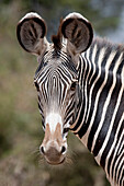 Zebra, Kenya, Africa
