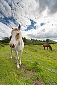 'Horses Grazing In A Field; Northumberland, England'