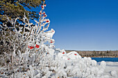'Ice On The Trees With Red Berries; Thunder Bay, Ontario, Canada'