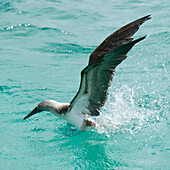 'A Blue-Footed Booby (Sula Nebouxii) Landing On The Water; Galapagos, Equador'