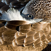 'Blue-Footed Booby (Sula Nebouxii); Galapagos, Equador'