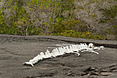 'Skeleton Of A Large Marine Animal On The Sand; Galapagos, Equador'