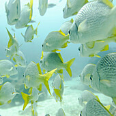 'A School Of Yellow-Tailed Grunt Fish (Anisotremus Interruptus) Swimming Underwater; Galapagos, Equador'