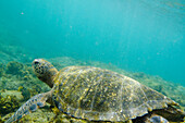 'Sea Turtle (Chelonioidea) Underwater; Galapagos, Equador'