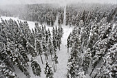 'Snow Covered Trees In A Forest; Whistler, British Columbia, Canada'