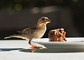 'A Bird Standing On A Table Eating Food Left On A Plate; Tarifa, Cadiz, Andalusia, Spain'