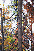 'Black Bear Cubs (Ursus Americanus) Climbing Down A Tree; Centreville, British Columbia, Canada'