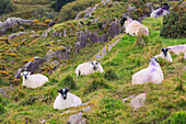 'Sheep On Hillside Near Healy's Pass; County Kerry, Republic of Ireland'