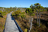'The Cedar Boardwalk Path In The Shorepine Bog Trail In Pacific Rim National Park Near Tofino; British Columbia, Canada'