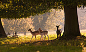 'Deer Standing Under A Tree; North Yorkshire, England'