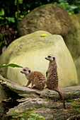 'Two Meerkats (Suricata Suricatta) At The Singapore Zoo; Singapore'