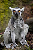 'A Ring-Tailed Lemur (Lemur Catta) Sits In The Singapore Zoo; Singapore'