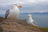 'Seagulls On Slea Head On The Dingle Peninsula; County Kerry, Munster, Ireland'