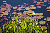 'Lily Pads In A Lake Near Dunmanus Bay; County Cork, Ireland'