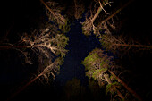 View Upward Through Circle Of Trees At Night