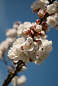 Apricot Blossoms, Okanagan Centre, Bc Canada