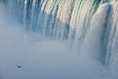 Closeup Of Horseshoe Falls With Gull Flying - Niagara Falls - Ontario Canada