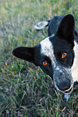 Black And White Mixed Breed Dog, Canada, Alberta