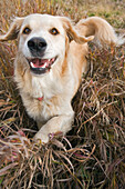 Tan Coloured Mixed Breed Dog Standing On Long Autumn Grass Ready To Play, Canada, Alberta