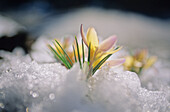Crocus Blooms After Fresh Snowfall, Whistler, Bc