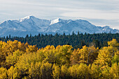 Fall Colour With Snowcapped Mountains In The Background, Clinton, Bc, Canada