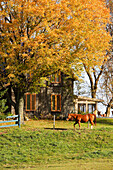 View Of Horse And House In Autumn Landscape, Eastern Townships, Quebec, Canada