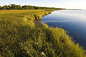 Lake Erie Shoreline Marsh. Rondeau Provincial Park, Ontario. Canada.