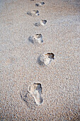 Footprints On Sand, Jacksonville, Florida