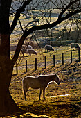 'A Horse Stands Under A Tree With Grazing Sheep In The Background; Northumberland, England'