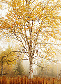 'Birch Trees In Autumn; Thunder Bay, Ontario, Canada'