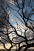 'Silhouette Of A Tree Along The Coast At Sunrise; Dunsborough, West Australia, Australia'