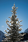 'Snow Covered Evergreen Tree Against A Blue Sky; Lake Louise, Alberta, Canada'