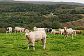 'Cows In A Field; Ring Of Kerry, Ireland'