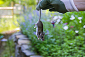 'A Hand Wearing A Gardening Glove Holds A Mouse By The Tail; Lake Of The Woods, Ontario, Canada'