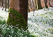 'Moss And White Wildflowers Growing In A Forest; Gatehouse Of Fleet, Dumfries, Scotland'