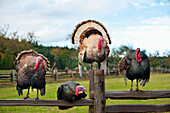 'Four Turkeys Sitting On A Wooden Fence; Saanichton, British Columbia, Canada'